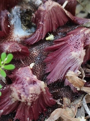 Stemonitis