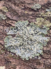 Punctelia jeckeri