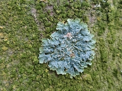 Punctelia jeckeri