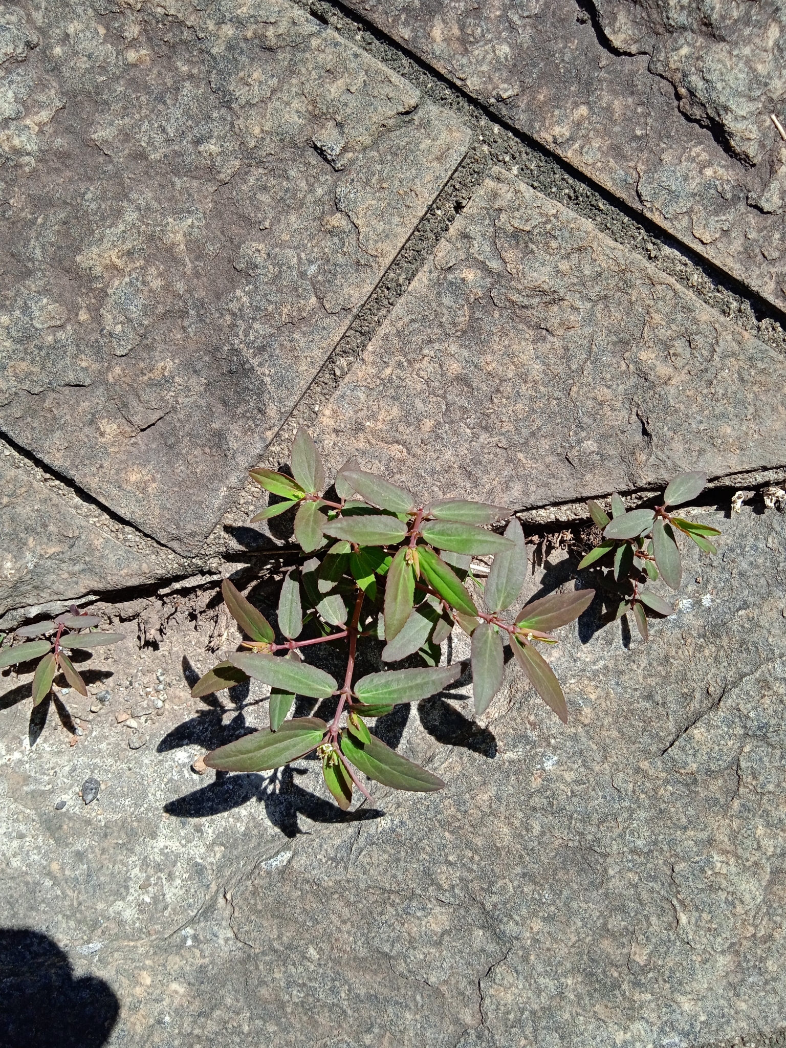 Euphorbia hypericifolia