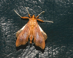 Anarmodia nebulosalis