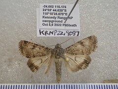 Heliothis punctifera