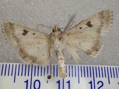 Heliothis punctifera