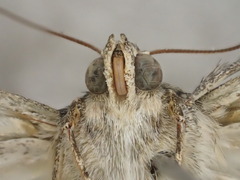 Heliothis punctifera