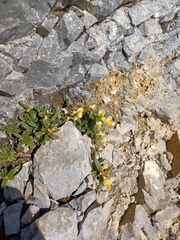 Polygaloides chamaebuxus