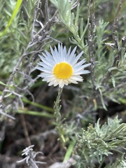 Helichrysum argyrolepis