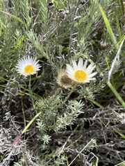 Helichrysum argyrolepis