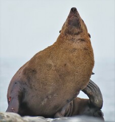 Arctocephalus pusillus pusillus