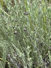 Helichrysum argyrolepis