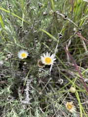 Helichrysum argyrolepis