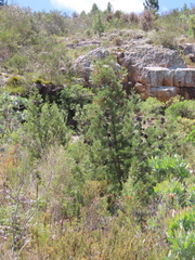 Widdringtonia nodiflora