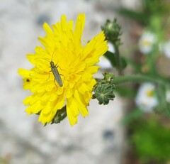 Oedemera