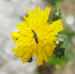 Oedemera