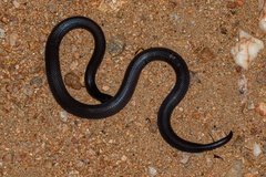 Atractaspis bibronii