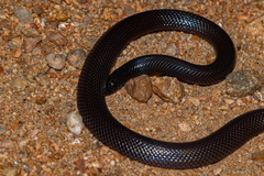 Atractaspis bibronii