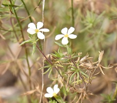 Leptosiphon nuttallii pubescens