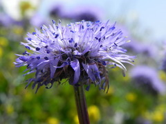 Globularia meridionalis