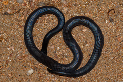 Atractaspis bibronii