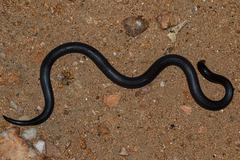 Atractaspis bibronii