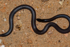 Atractaspis bibronii