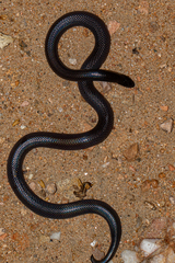 Atractaspis bibronii