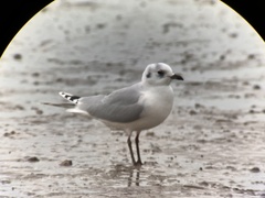 Saundersilarus saundersi