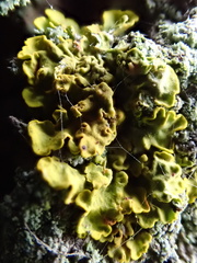 Xanthoria