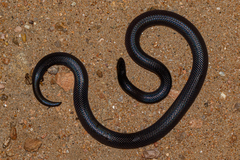 Atractaspis bibronii