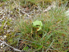 Hyla molleri