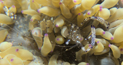 Ancylomenes venustus