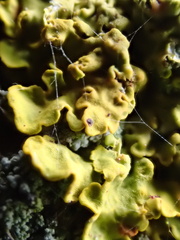 Xanthoria