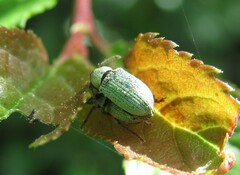 Phyllobius roboretanus