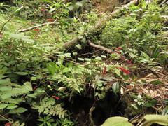 Centropogon cordifolius