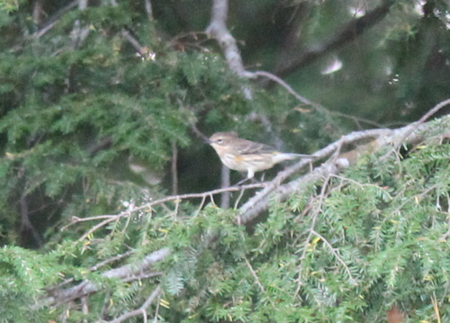 Yellow-rumped Warbler photographed in New Hampshire