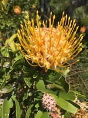 Leucospermum × hybridum