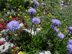 Globularia meridionalis