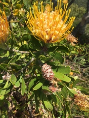 Leucospermum × hybridum