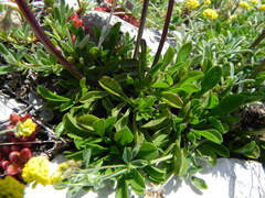 Globularia meridionalis