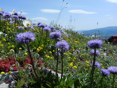Globularia meridionalis