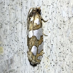Pelochrista quinquemaculana