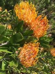 Leucospermum × hybridum