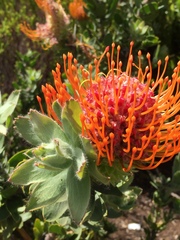 Leucospermum × hybridum