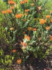 Leucospermum × hybridum