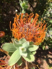 Leucospermum × hybridum