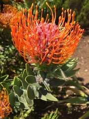 Leucospermum × hybridum