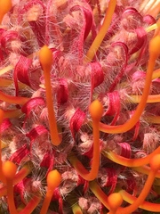 Leucospermum × hybridum