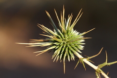 Echinops spinosissimus