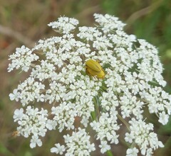 Cteniopus sulphureus