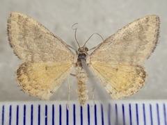 Scopula hypocallista