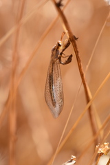 Macronemurus